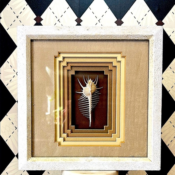 Rare Venus Murex Shell in Tiered Shadow Box Frame - Real This is Not a Picture - Picture 4 of 10